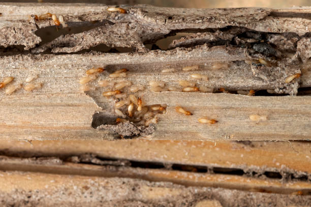 North Salt Lake, UT Pest Control Company